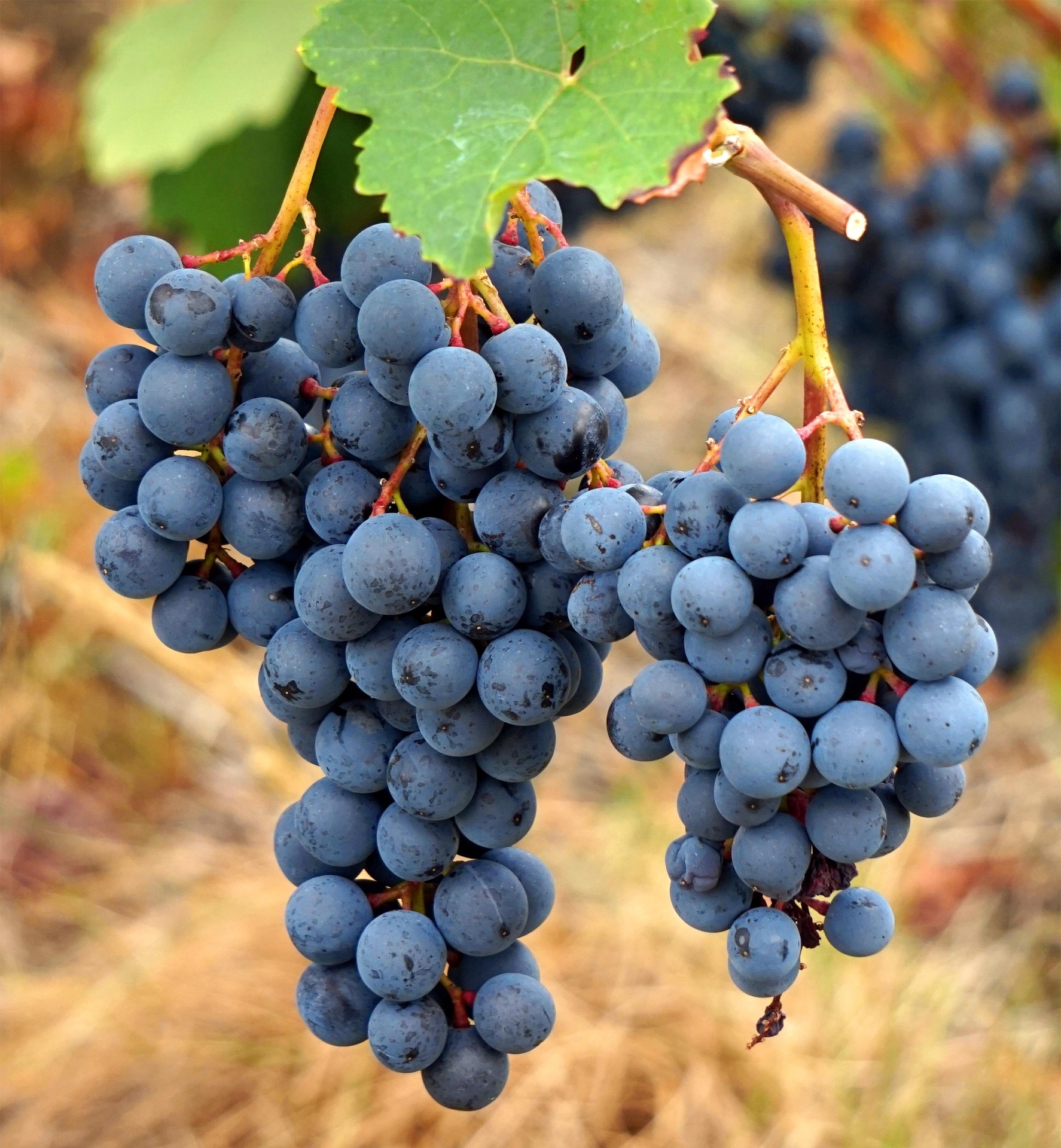 Grappe de raisin noir mûr sur un cep de vigne au Domaine des Dumières.