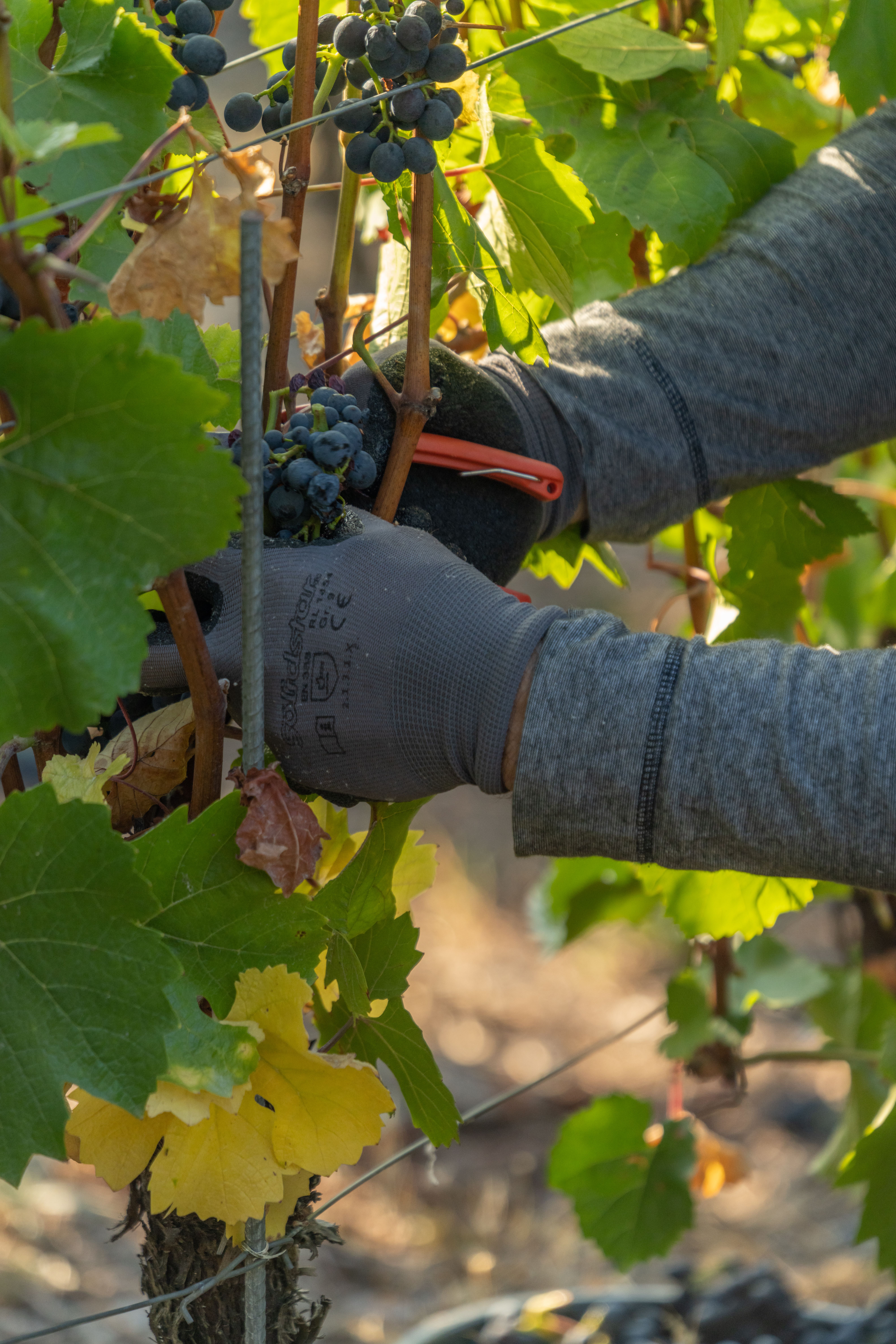 Vendanges manuelles dans les vignes du Domaine des Dumières, illustrant un travail précis et respectueux du raisin.