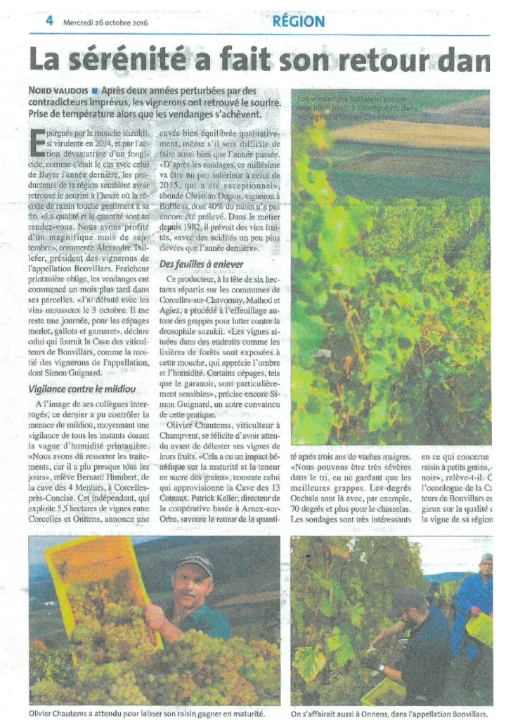 Article de presse consacré aux vendanges 2016 dans le Nord vaudois, illustré par des photographies d'Olivier Chautems et de vendangeurs au travail dans les vignes.